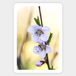 Fruit tree blossoms in spring Sticker